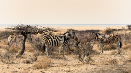 family portrait of zebras in Etosha, Namibia