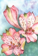 pink Alstroemeria on a blue background