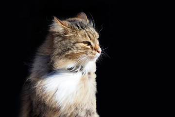 Portrait of long-haired gray cat on black background. Fluffy grey cat on sun, wind, copy space