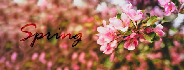 Branches of a blossoming pink tree of apple or sakura closeup spring text. Spring natural natural background.