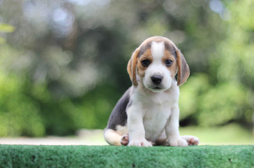 Adorable tricolor beagle puppy on green grass
