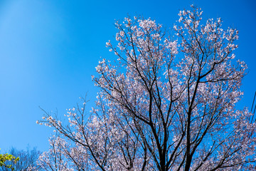 川和町の菜の花と桜