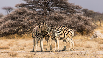 Fototapeta na wymiar family portrait of zebras in Etosha, Namibia