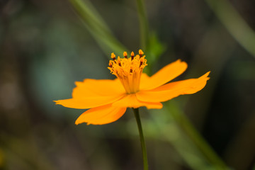 Obraz premium cosmos caudatus flower from sri lanka