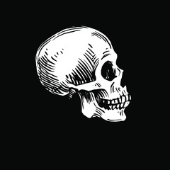 Skull ink drawn. Black and white Stock vector illustration