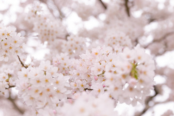 cherry blossom