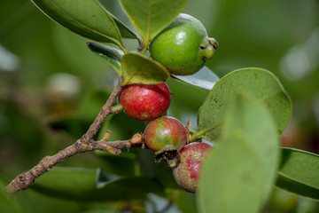 strawberry guava from sri lanka