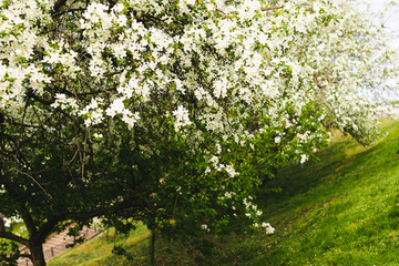 Fototapeta na wymiar Branches of blossoming tree of apple or sakura close-up. Selective focus. Horizontal frame copy space