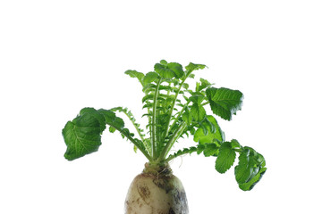  radish with green leaves on white background