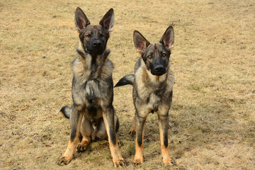 Two German Sheppard dogs