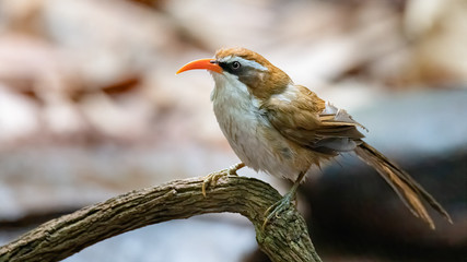 Red-billed Scimitar Babbler perching on a perch looking into a distance