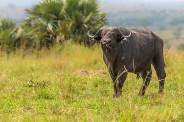 African buffalo ( (Syncerus caffer), Murchison Falls National Park, Uganda.