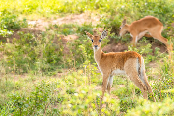 A cute calf kob (Kobus kob), Murchison Falls National Park, Uganda.