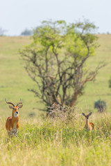 A male kob (Kobus kob), Murchison Falls National Park, Uganda.