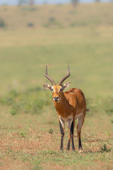 A male kob (Kobus kob), Murchison Falls National Park, Uganda.