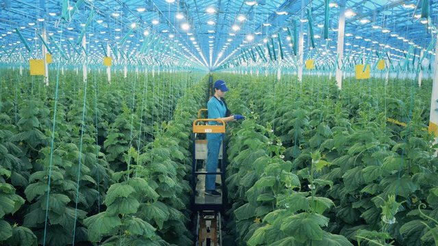 Female agriculturist is tying up growing plants in the greenery