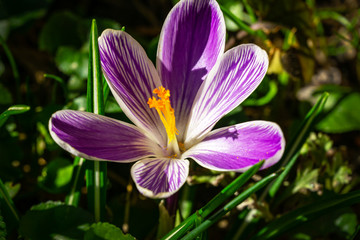 Striped purple crocus King of Stripes in early spring garden. Close-up flower on blurred dark background. Selective focus. Nature concept for spring design.