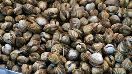 The shells are scientifically named Anadara granosa and Indonesian names "Kerang Darah", as side dishes of soup