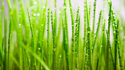 Fototapeta na wymiar Spring young grass in drops of dew.