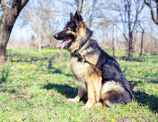 One-year-old purebred male German shepherd in the garden