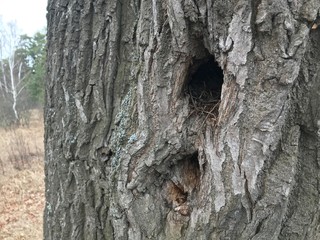 Bird's nest in the hollow of an old oak.
