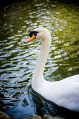 Beautiful white swan on a lake