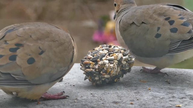 Two turtledove eat outside bird food close up