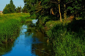 summer landscape with a river and green trees and a reed on the shore