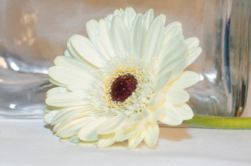  white gerber flower in close-up on a light background