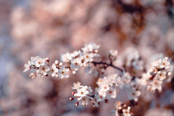 Photo of closeup blossoming tree in forest or park. Beautiful nature background