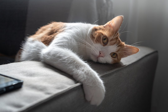 gato blanco y marron de ojos amarillos, se acuesta sobre el respaldo del sofa y mira a la camara