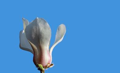 Gorgeous bud white magnolia flower isolated on clear blue background. Nature concept for spring design. Selective focus. Close-up flower. Place for your text