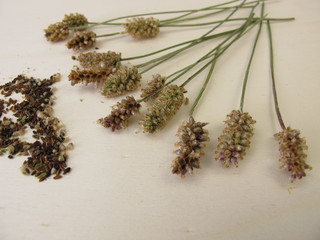 Ribwort plantain inflorescences and edible seeds