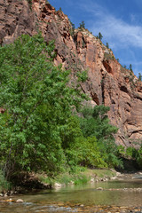 A creek with emerald green waters flowing through Zion Park, with a big tree on the left and a rock wall of the canyon in the background