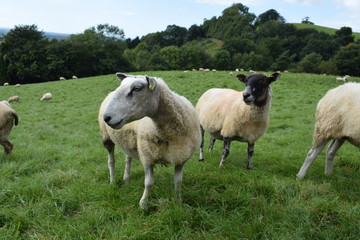 Fototapeta premium Sheep