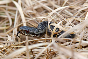 common adder / Kreuzotter (Vipera berus) 