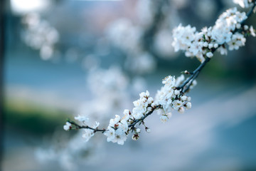 Photo of closeup blossoming tree in forest or park. Beautiful nature background