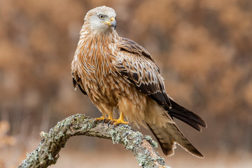 Red kite, (Milvus milvus), perched on an oak branch on a uniform autumn background