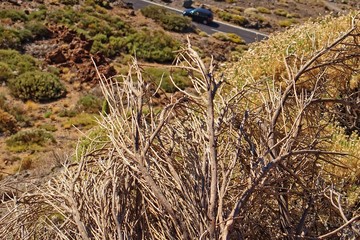  interesting original plant growing on the slopes of the Teide volcano on the Spanish Canary Island...