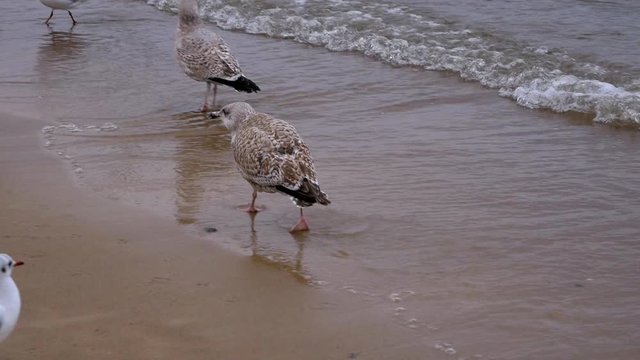 Camera follows Seagull walking on a sandy beach of Baltic Sea; slow motion medium shot.