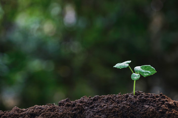 Close-up young plant growing in the soil concept save nature or agriculture on soft green tree background.