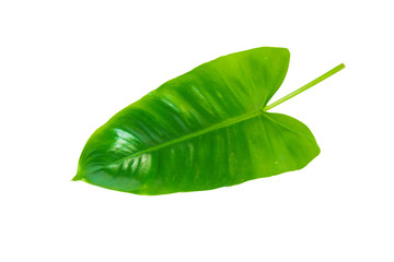 Fototapeta premium Tropical green leaf isolated on white background, with clipping path.