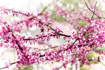 Small pink spring blossoms on tree with bumble bee