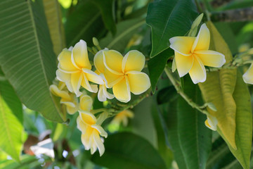 Thai Frangipani flowers on green leaf background.