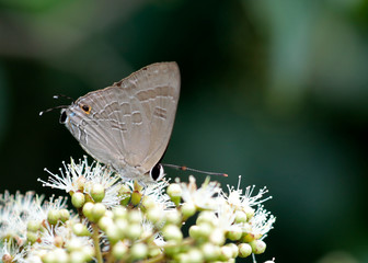 wildlife