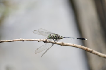 wildlife