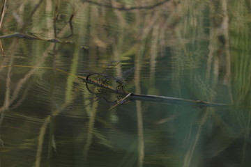 wildlife