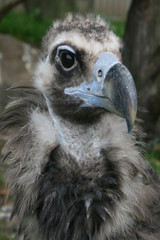 portrait d'un vautour