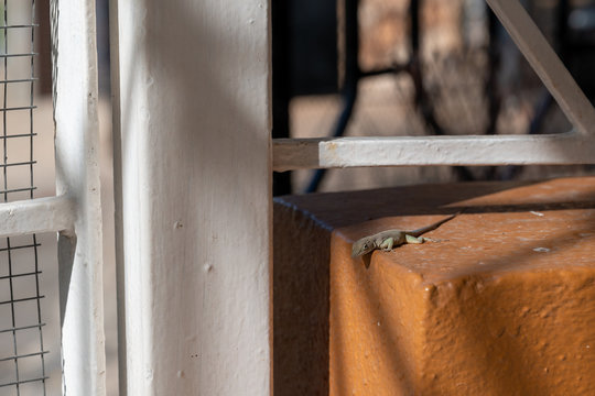 a lonely lizard looks into the camera as it  crawls on the edge of a window sill one morning