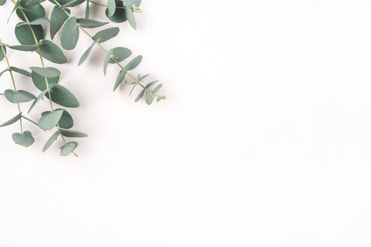 Green eucalyptus branches on a white background. Flat lay, top view.